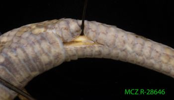 Media type: image;   Herpetology R-28646 Description: Specimen photo;  Aspect: hemipene